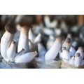 Greenhouse de champignons à une surface unique d'occurrence agricole